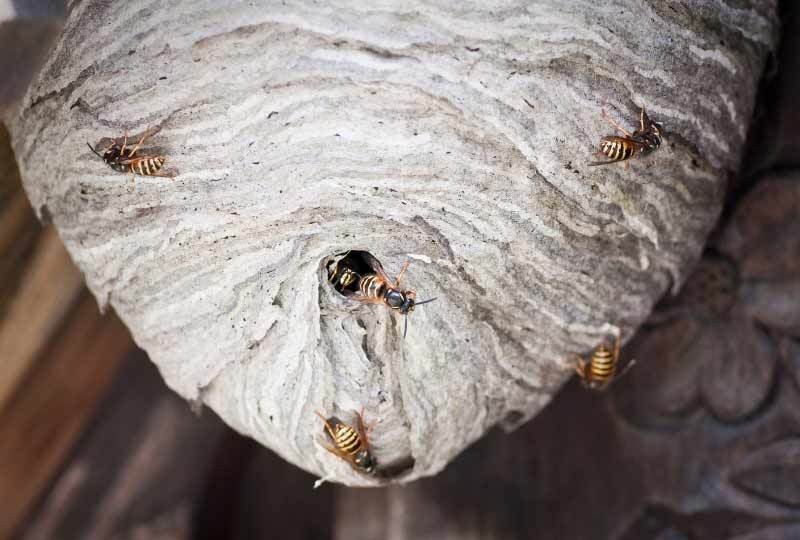 Enlever un nid de guêpes à Hermance